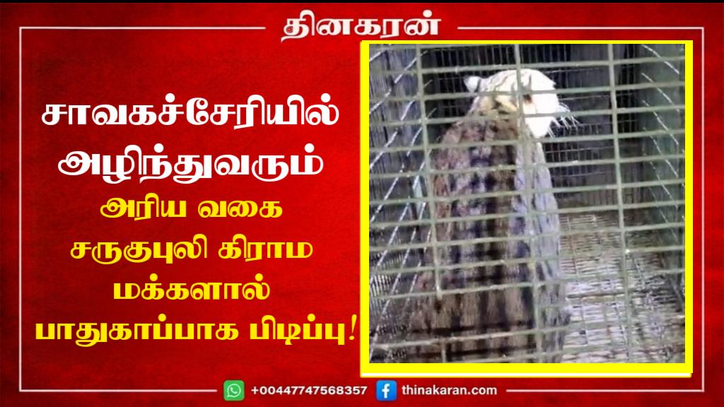 சாவகச்சேரியில் அழிந்துவரும் அரிய வகை சருகுபுலி கிராம மக்களால் பாதுகாப்பாக பிடிப்பு!